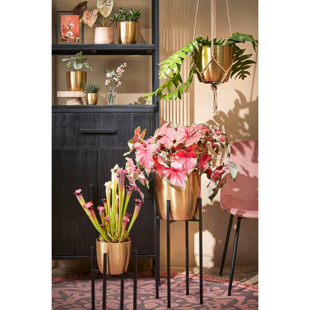 Ascot Plantenstandaard XL – L42 x B42 x H50 cm – Metaal – Zwart